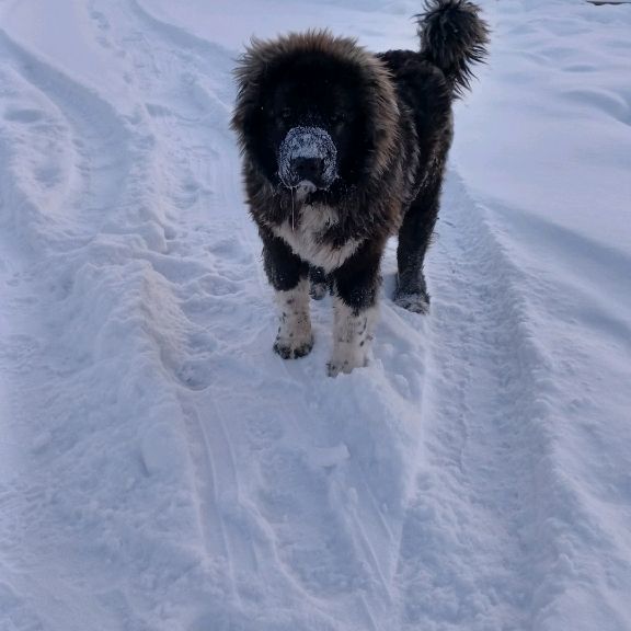 Иконка канала LeoKavkaz