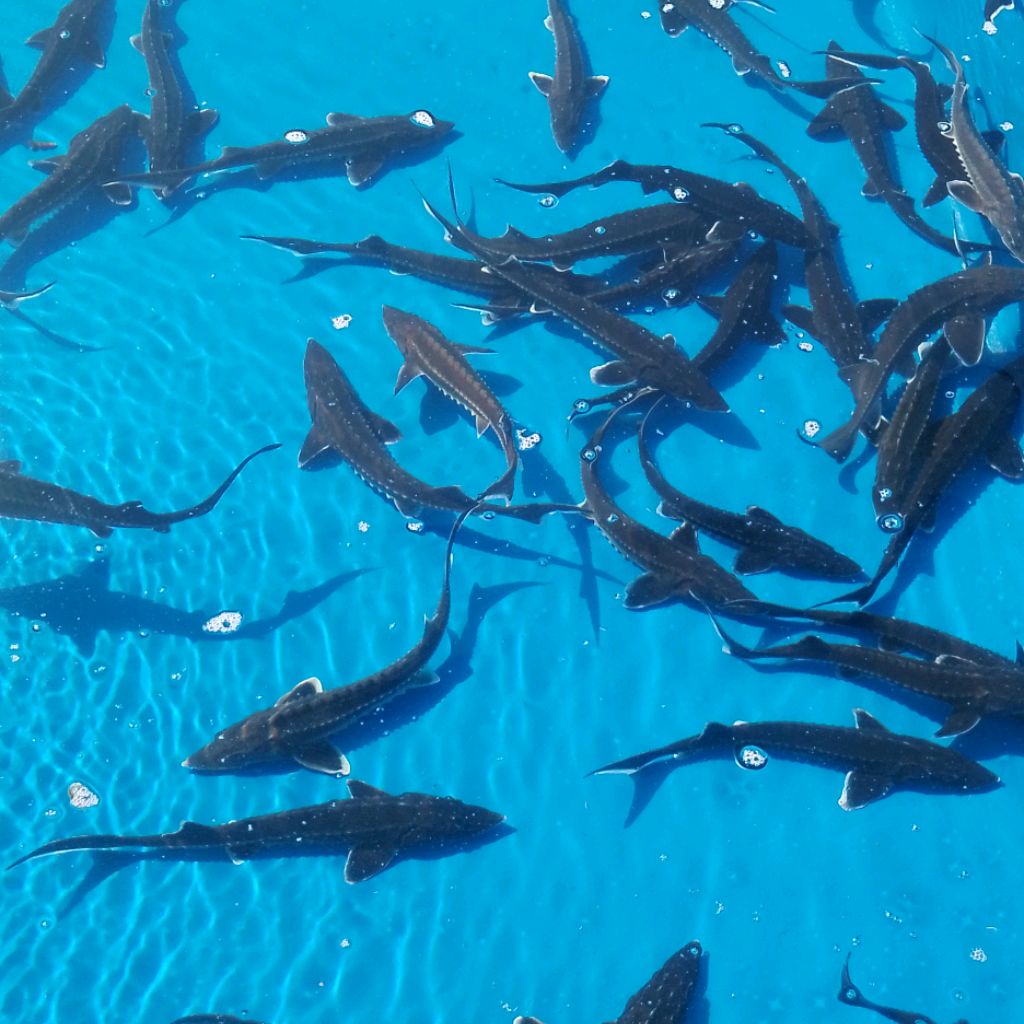 Иконка канала Серж Немного Про Рыбу