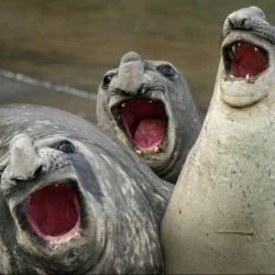 Иконка канала Улетные приколы