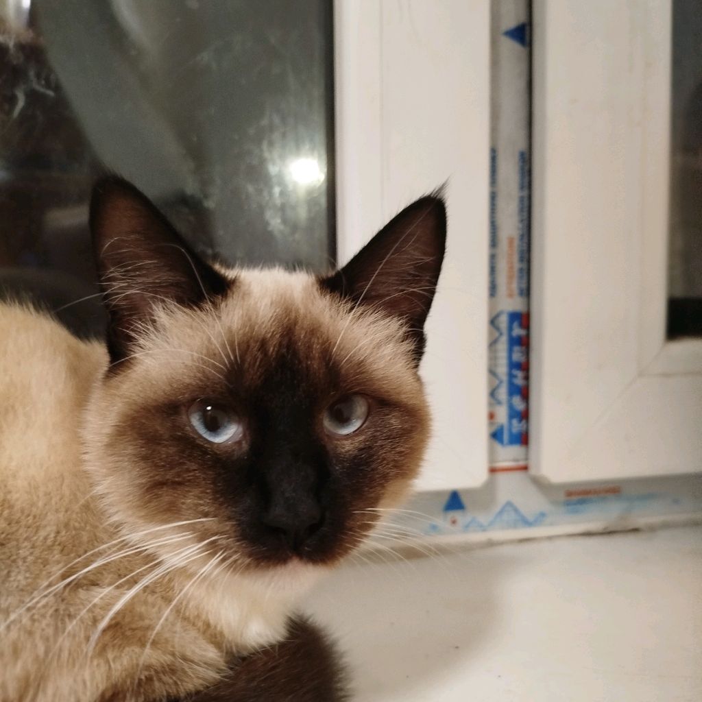 Иконка канала Игры И Котики