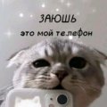 Иконка канала Кошка 24 Мяу