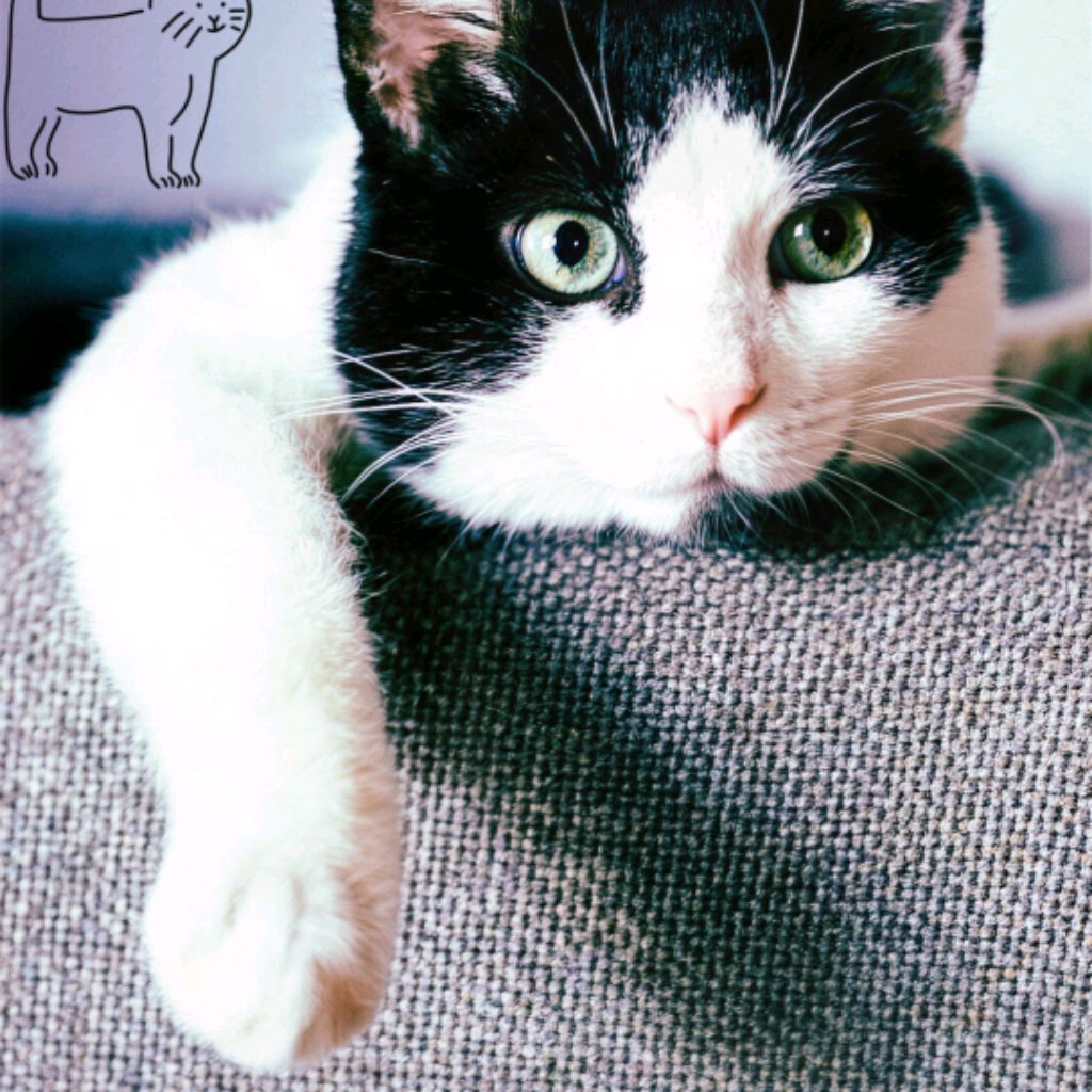 Иконка канала Мистер Кот С Сосиской