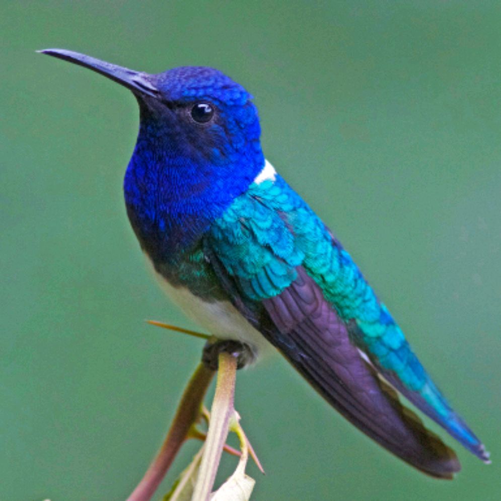 Иконка канала Колибри