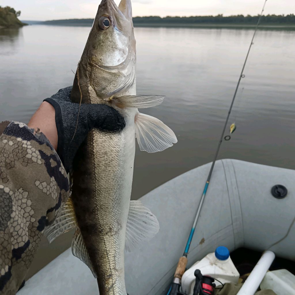 Иконка канала Жизнь Рыбы В Домашних Условиях С Виталием Виталием