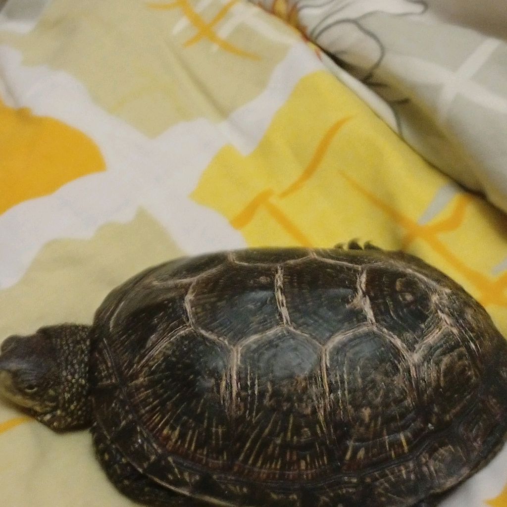 Иконка канала Снимаю про Костика.