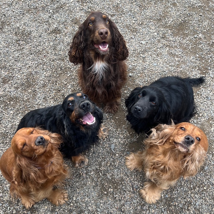 Иконка канала Екатерина Английский Кокер спаниель