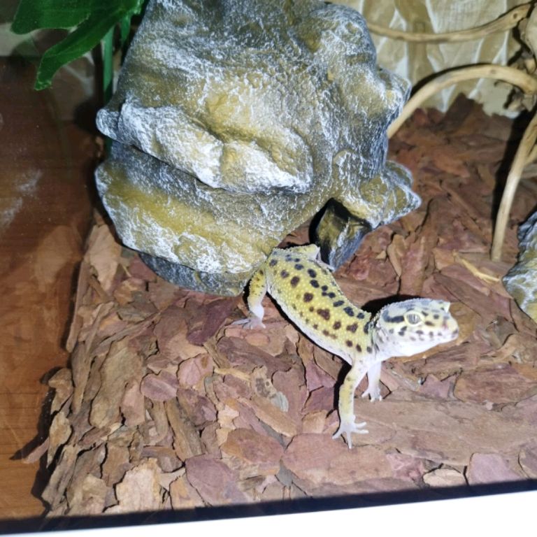 Иконка канала Уход За Эублефаром