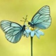 Иконка канала Valeriya Vilchinskaya ИИ контент для души