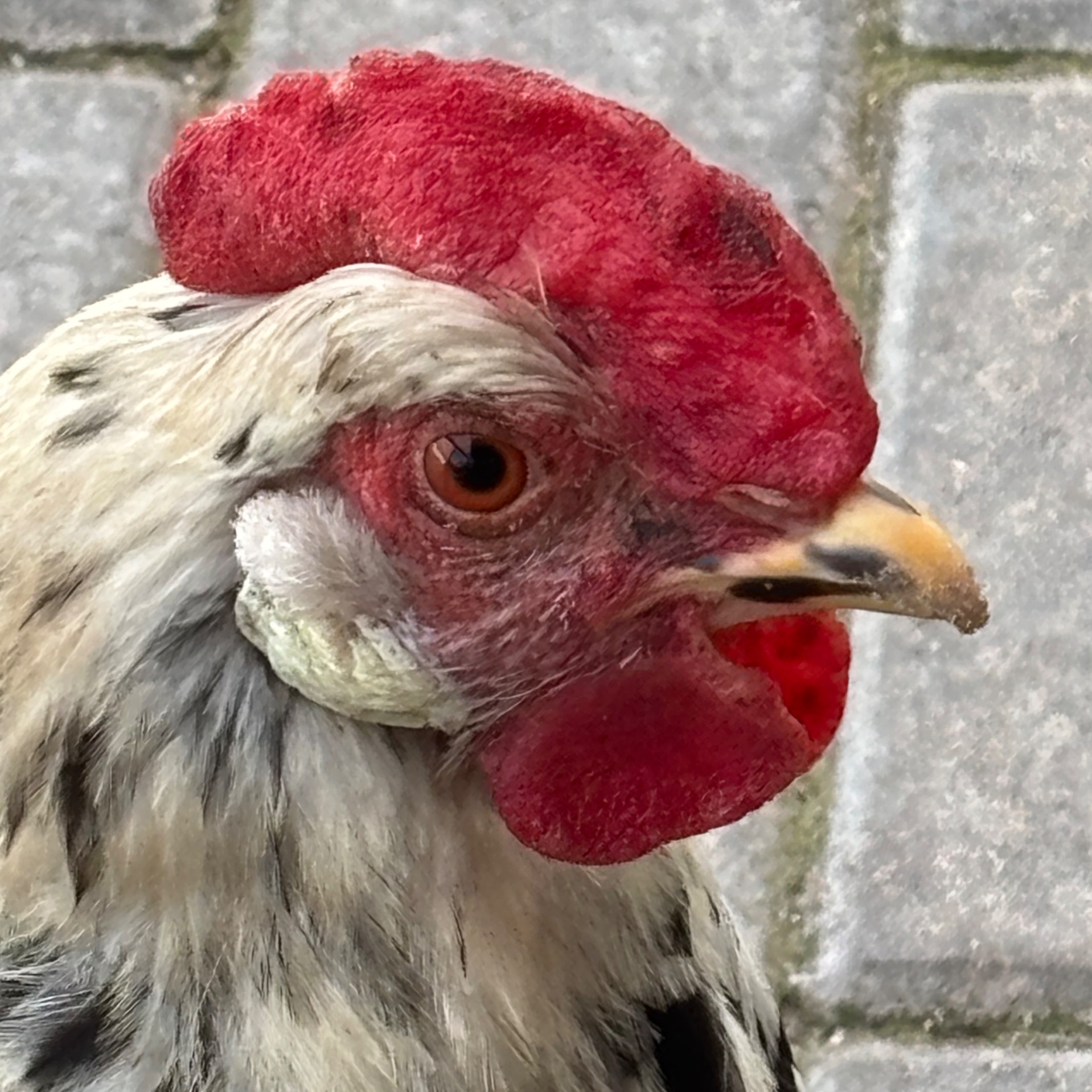 Иконка канала Главный любитель птиц 🐥🐦🦉