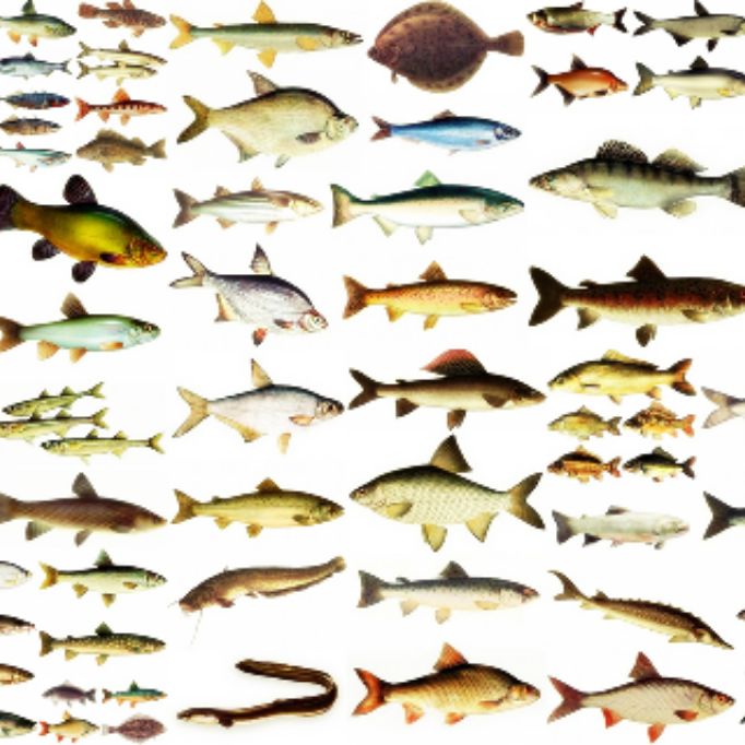 Иконка канала Freshfish fish