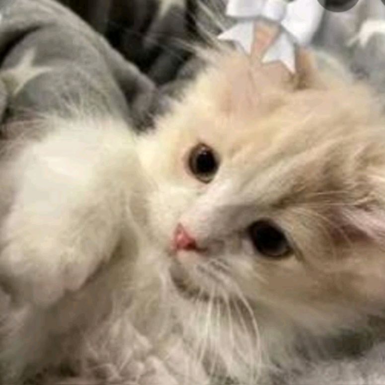 Иконка канала .°🪽☆ᴤᴏғɪᴊᴀ.°🍀♡