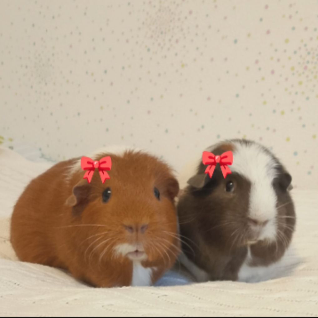 Иконка канала 🎀 Свиночки 🎀