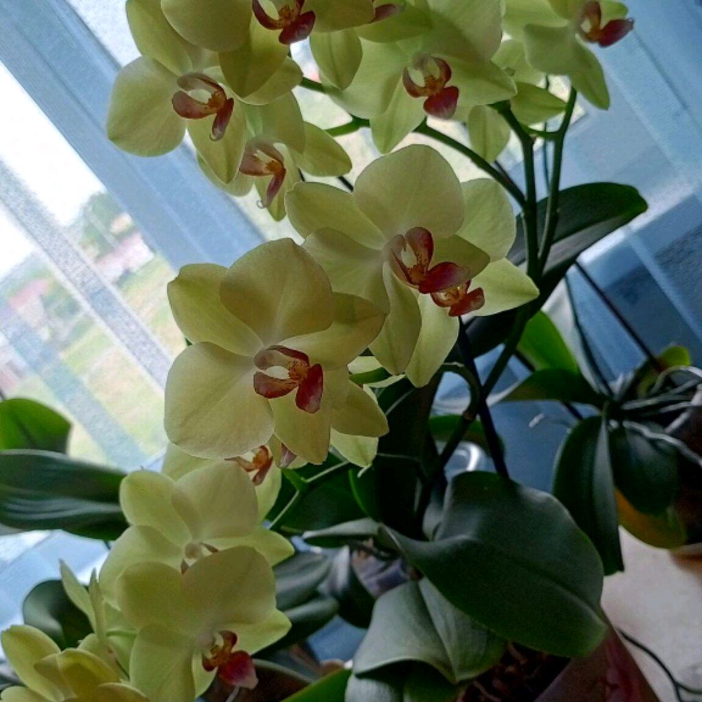 Иконка канала Zlato