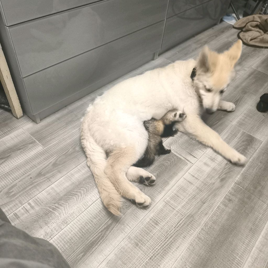 Иконка канала Трикси и Сайка