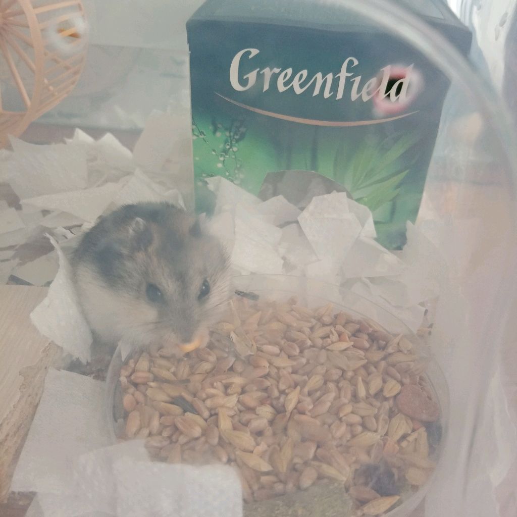 Иконка канала Хома И Floting Sandbox И Самодельные Корабли