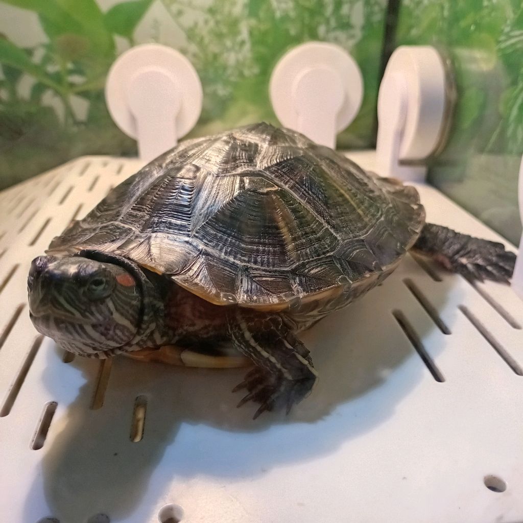 Иконка канала Буль-буль Люся