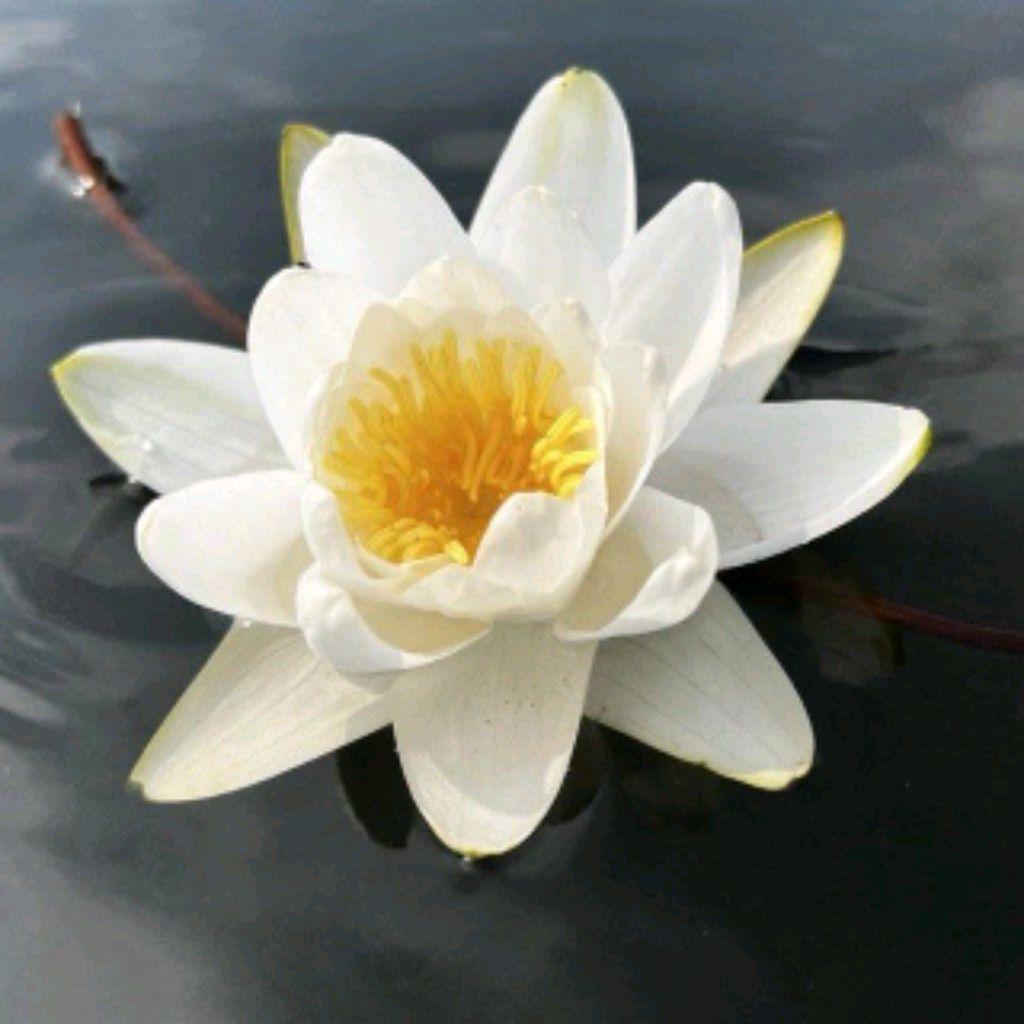 Иконка канала Vive Dieu Saint Amore!