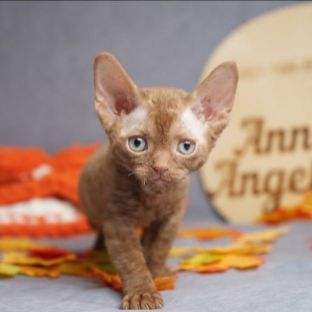 Иконка канала Anna's Angel's питомник кошек