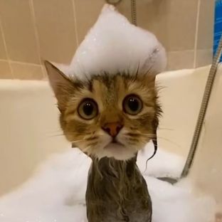 Иконка канала Phonk