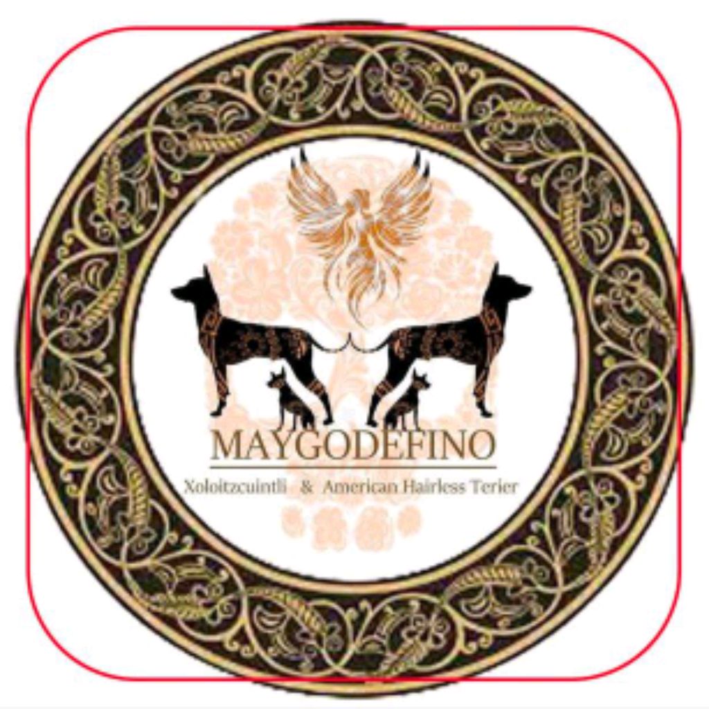 Иконка канала Ксолоитцкуинтли - Мой Остров Мечты