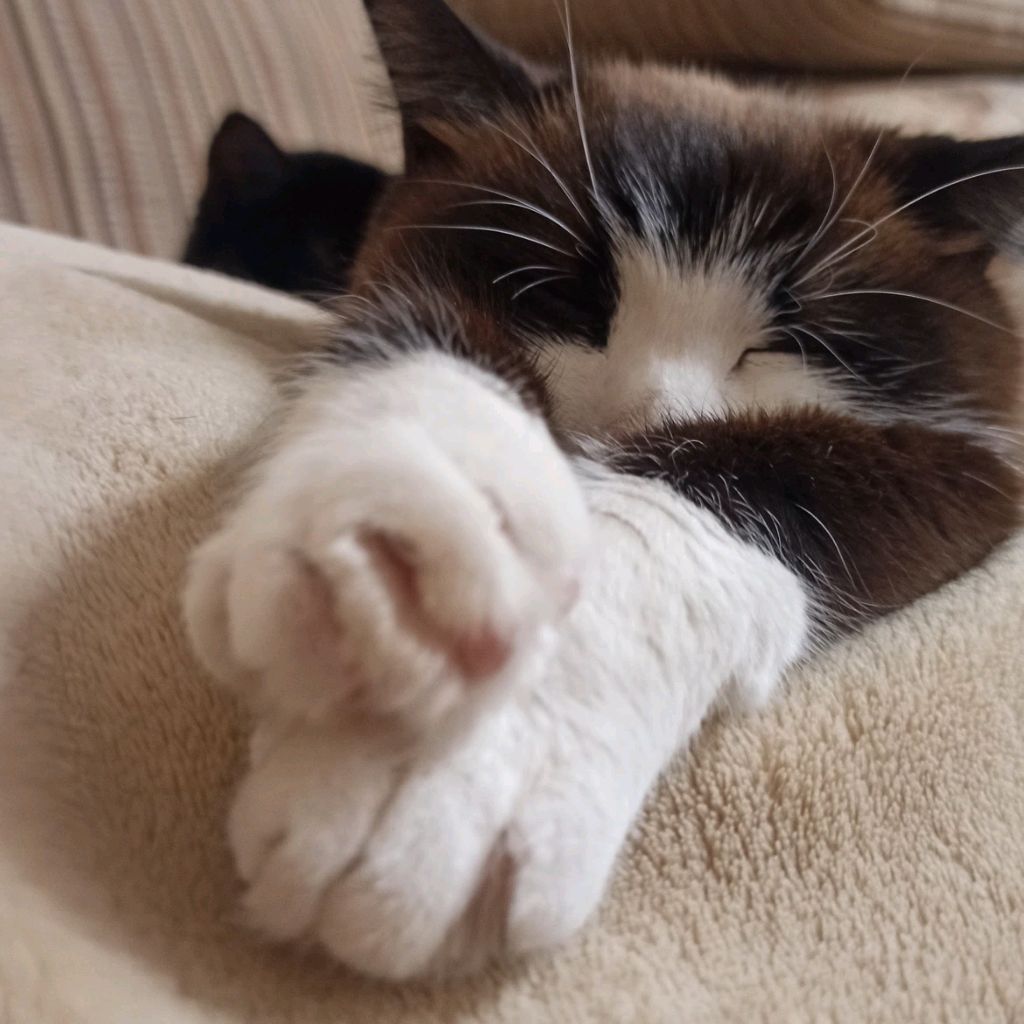 Иконка канала Кошарики #3