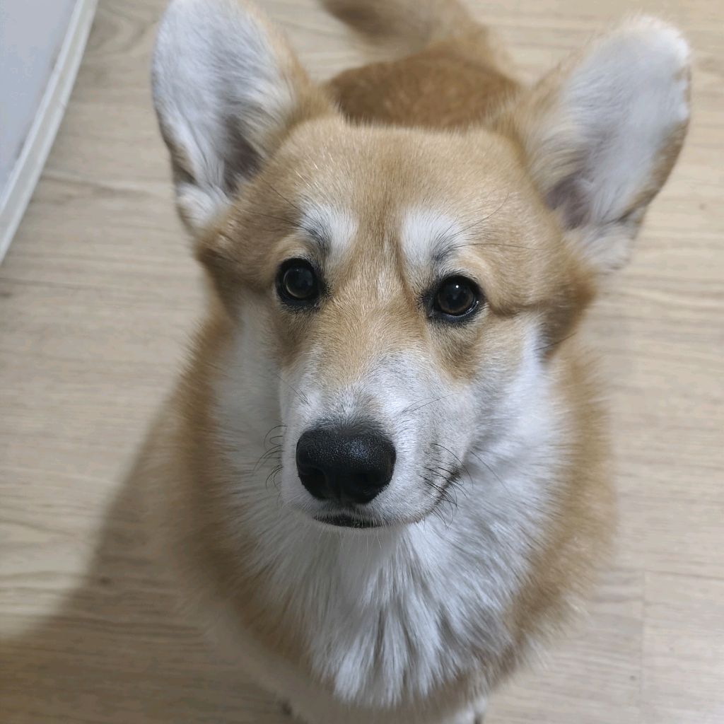 Иконка канала Ольга, Корги Фил И хвостатый хаус