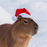 Иконка канала Капибарочка