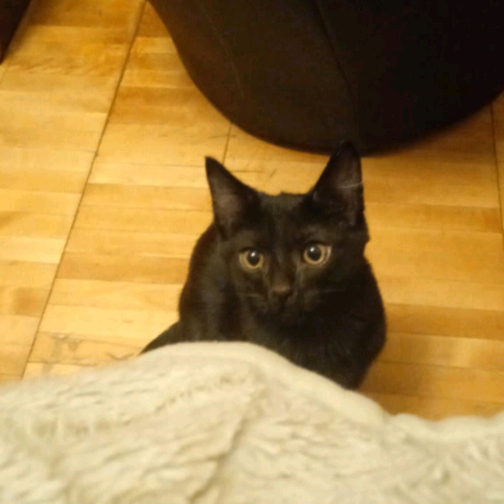 Иконка канала Katxs