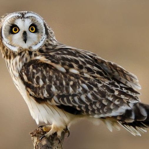 Иконка канала Митыпова Алиса