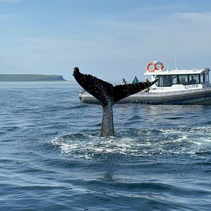 Иконка канала Carpe_diem