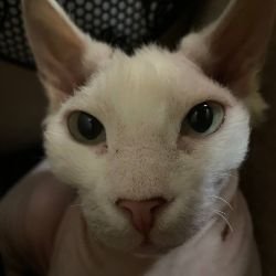 Иконка канала Caldaevs