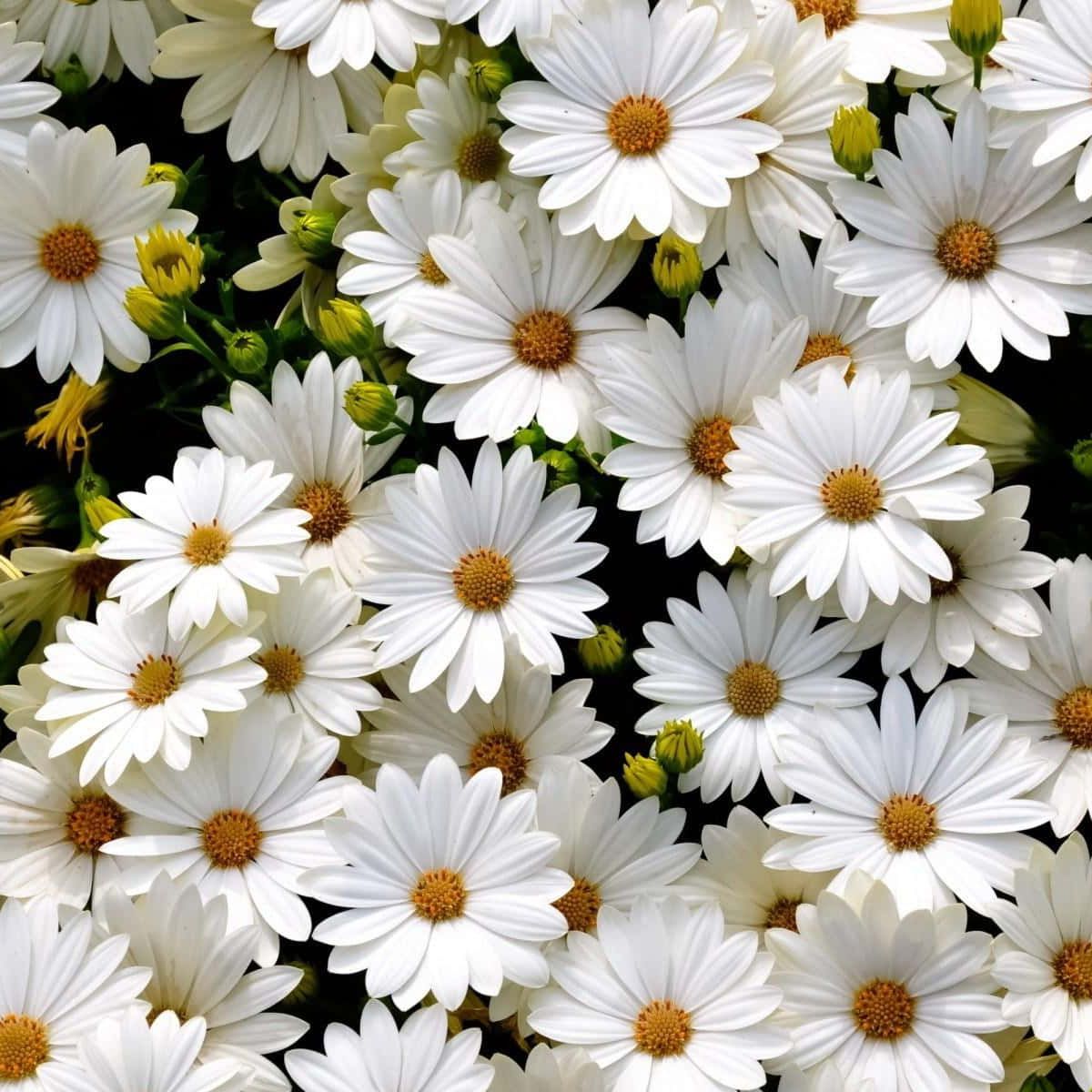 Иконка канала Городские напевы