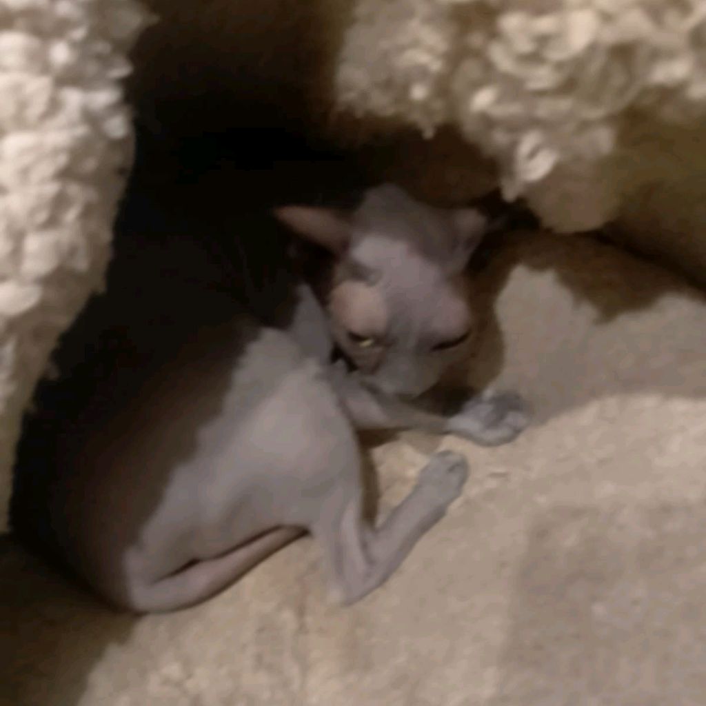 Иконка канала Bёrt 225