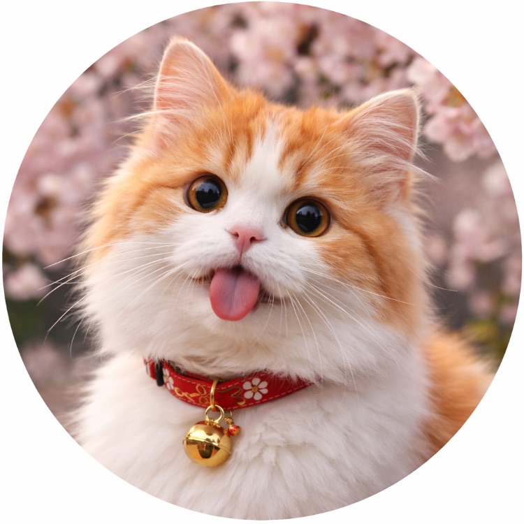 Иконка канала Японский кот