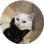 Иконка канала ♪🎧⭐🎀Ульяша Котяша🎀⭐🎧♪