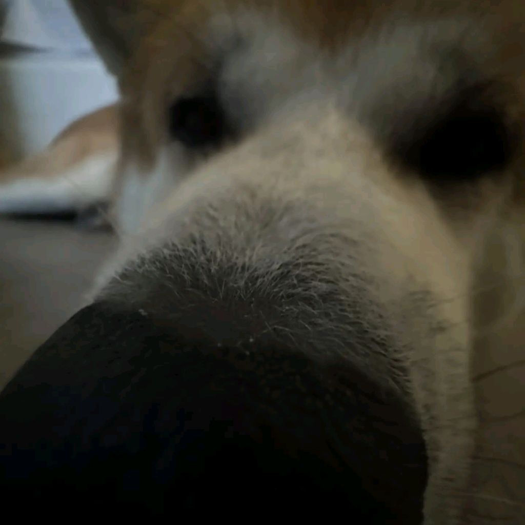 Иконка канала Акита Ину Ханзо