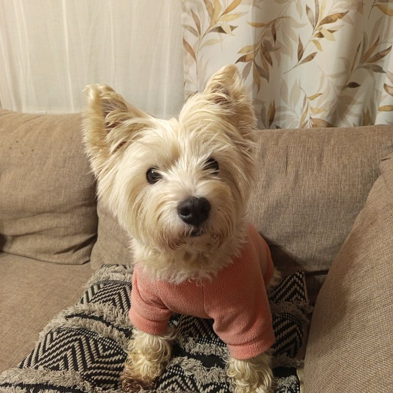 Иконка канала Ким