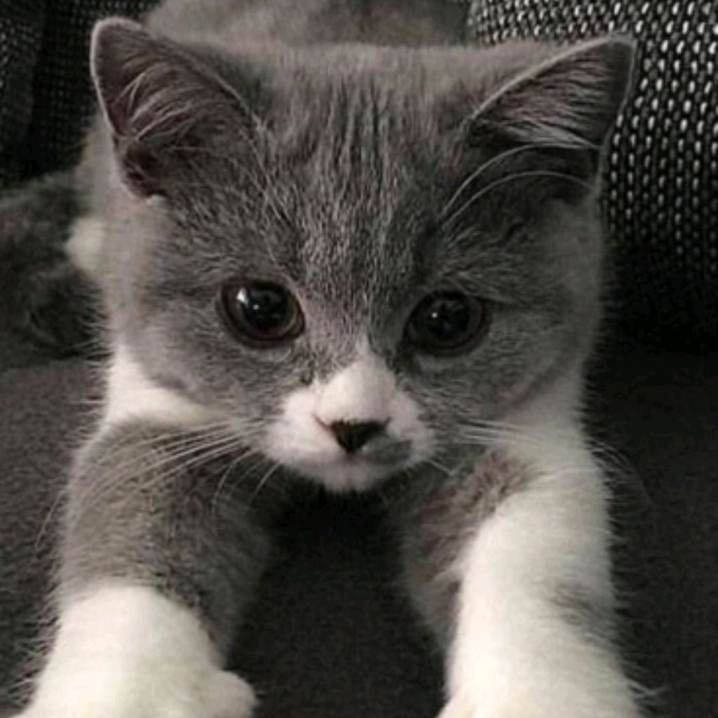 Иконка канала @Tanuchka---