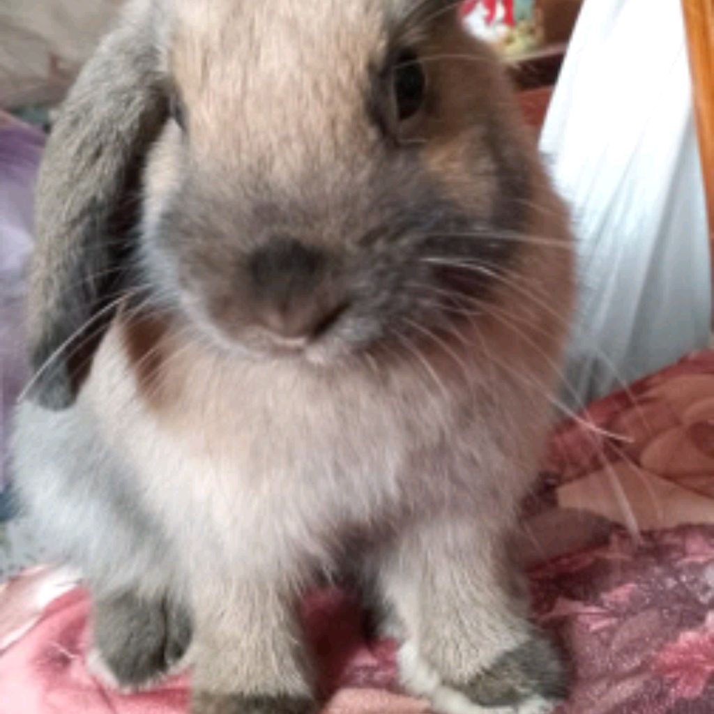 Иконка канала Пушистики