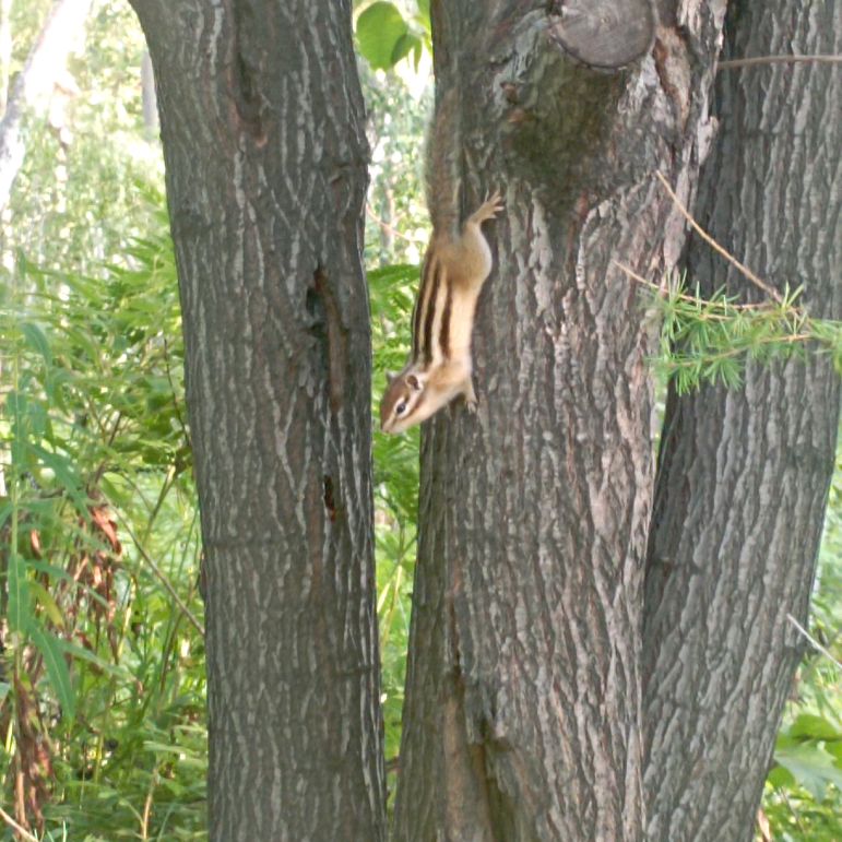 Иконка канала Belastik