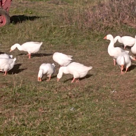 Иконка канала Чирогурт - Котегово