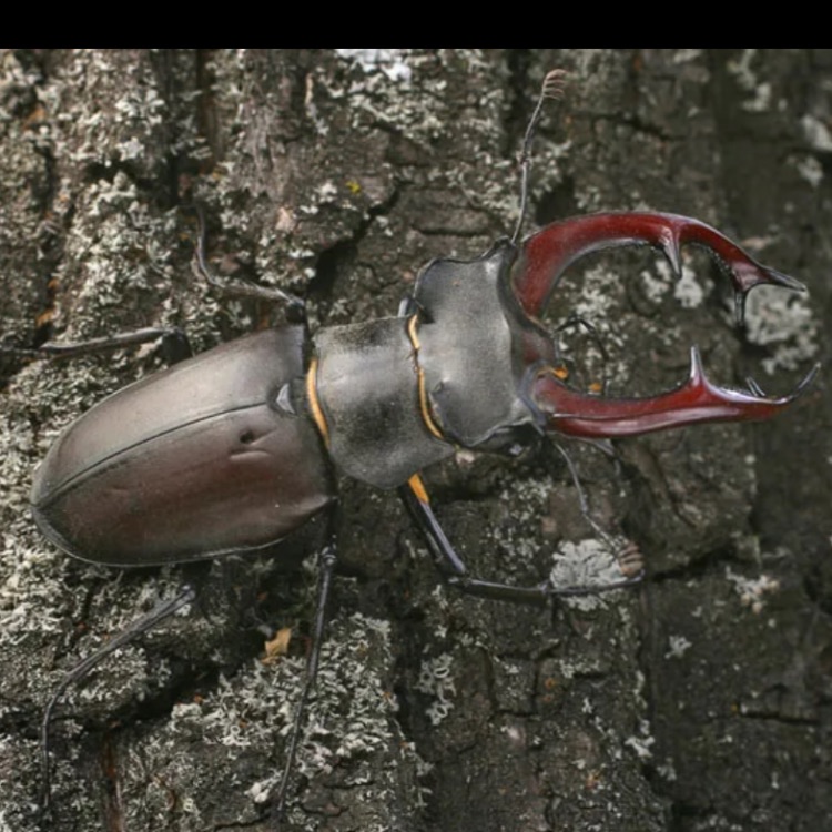 Иконка канала Дэрчу́ Оджа́л