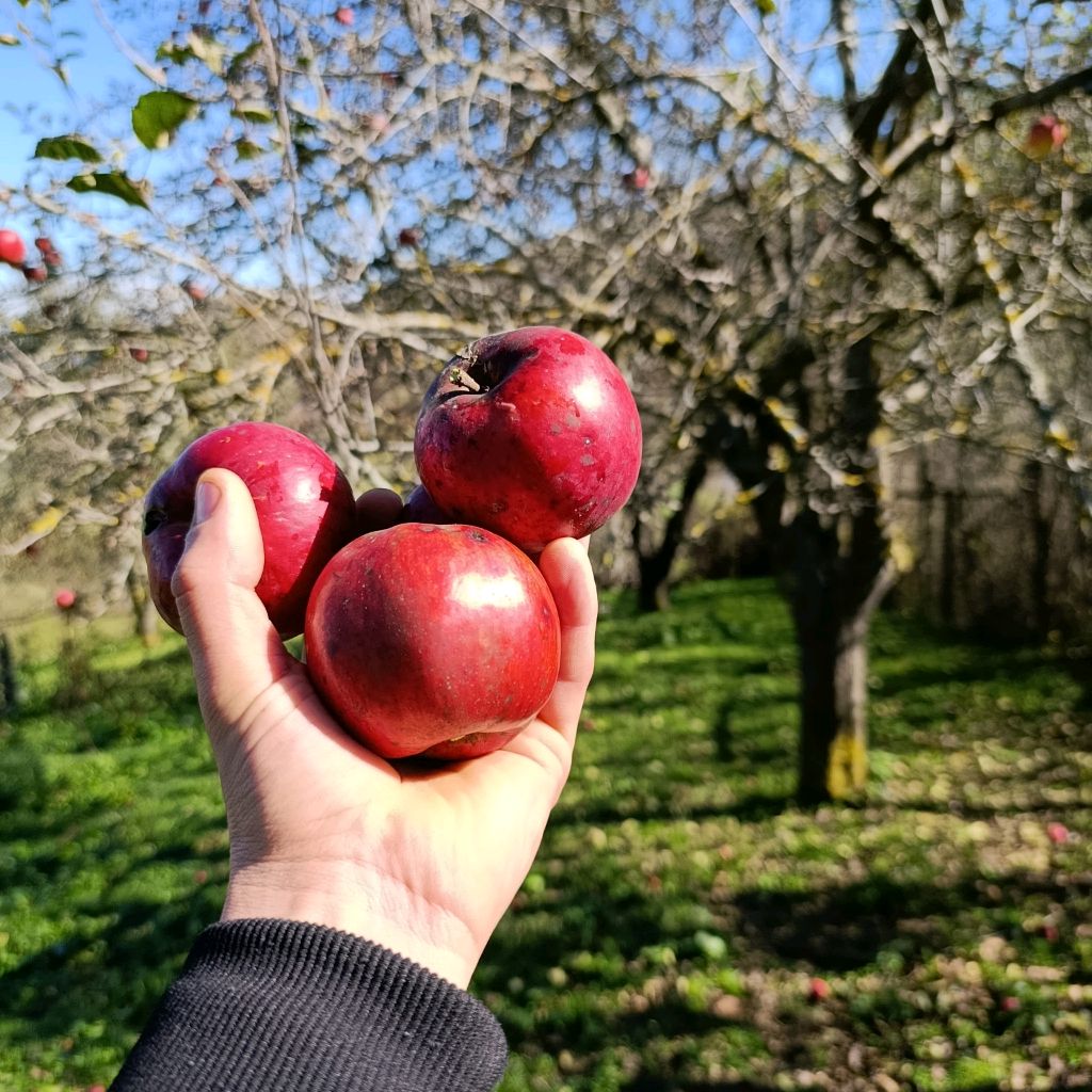 Иконка канала Мафия 05 Рег.