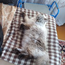 Иконка канала ХРАНИТЕЛЬ РУССКОГО ЛЕСА