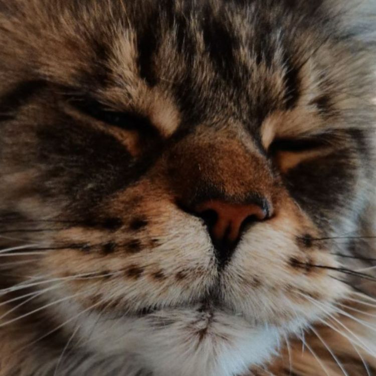 Иконка канала GashetSk8-Lemyr