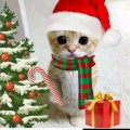 Иконка канала 💝ꏂ꒒ ꍌꋬ꓄ꄲ🍞🐱🎄
