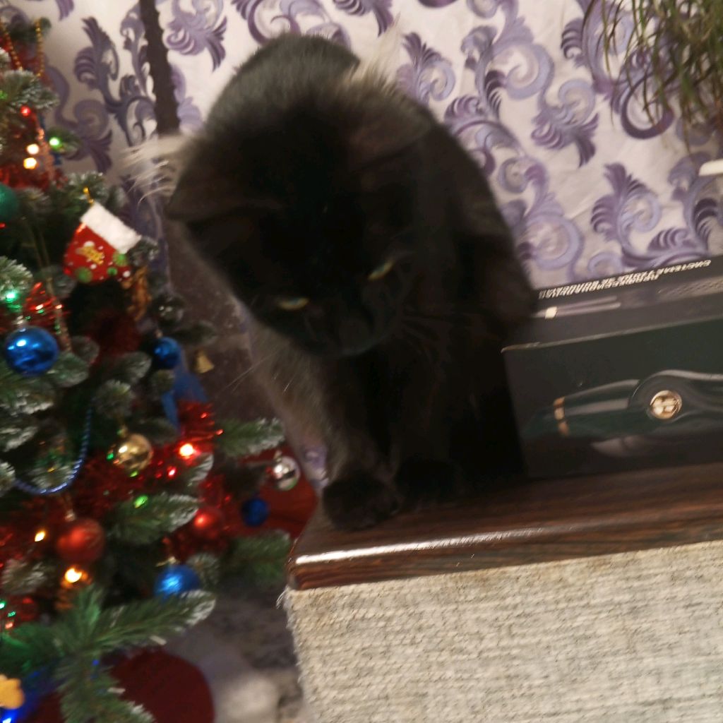 Иконка канала Мяфа