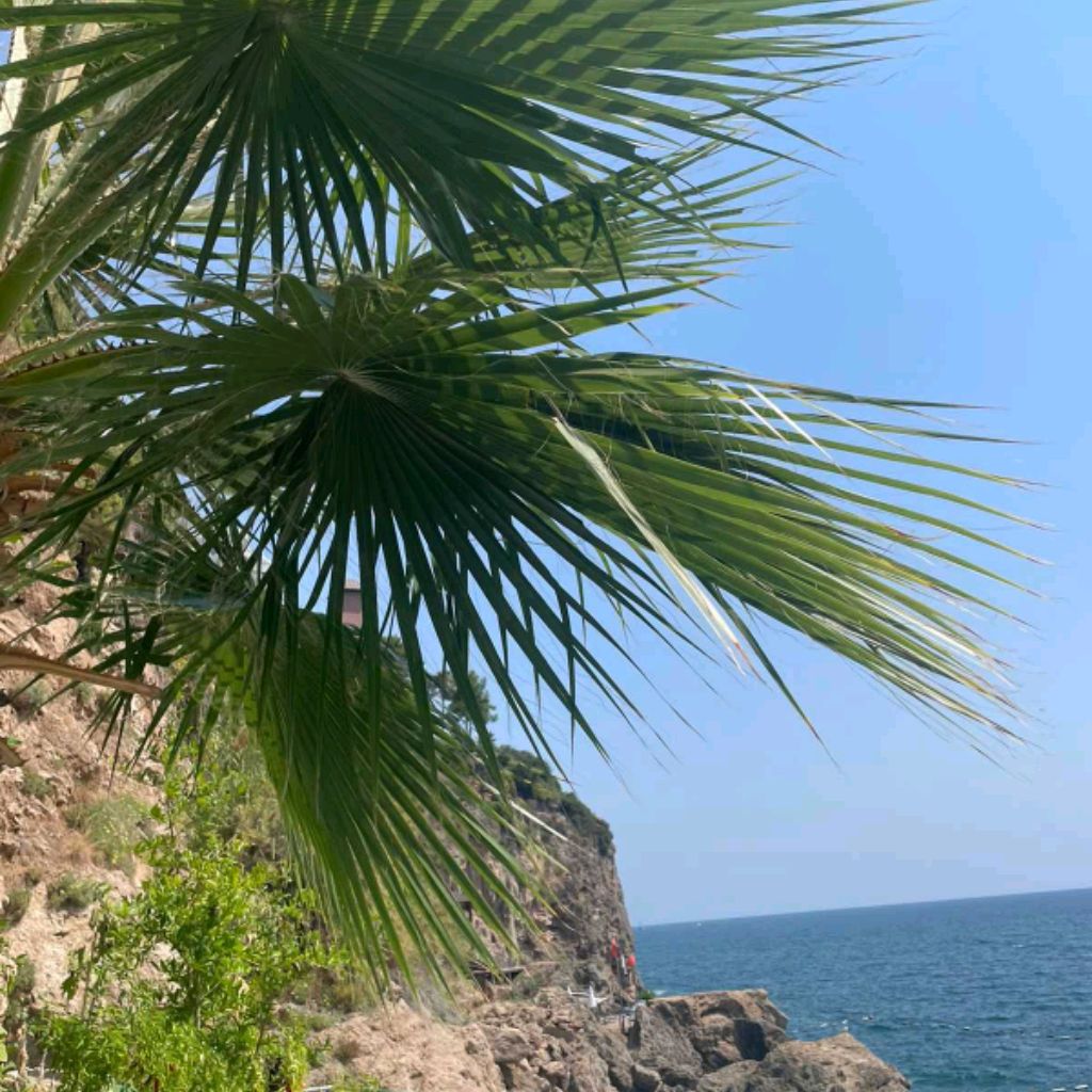 Иконка канала LEO_LIK