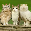 Иконка канала \★†) Meowl~ end ~friend's(†★/