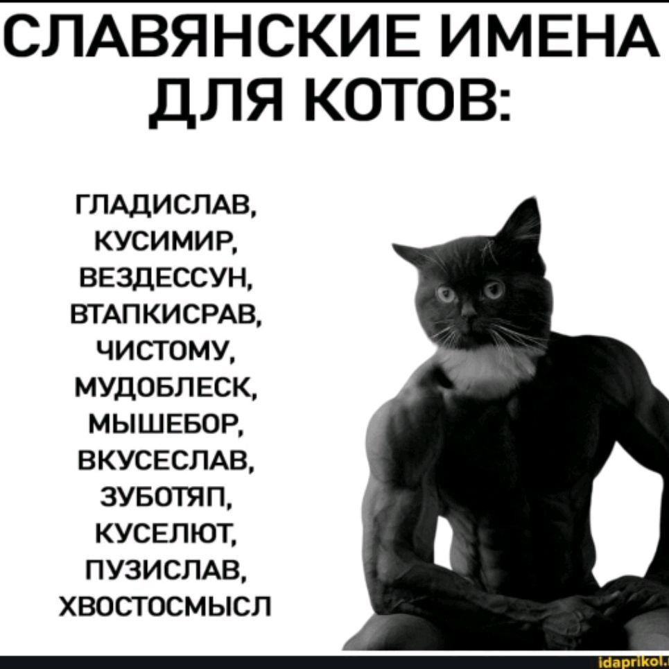 Иконка канала КотоНаркоман🐱